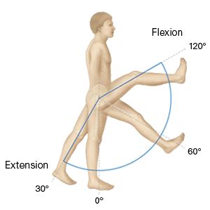 What Is Range of Motion (ROM)? - Definition, Types, Testing & Exercises - Video & Lesson ...