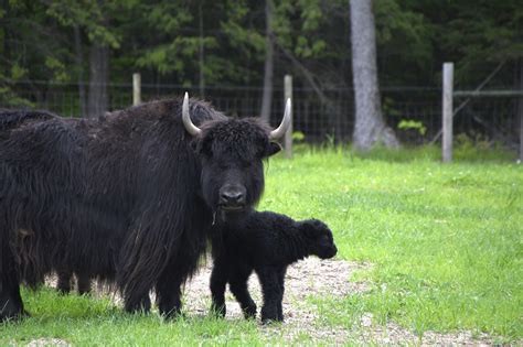 Yak Farm | A Yak or 2 Ranch | Mancelona, MI