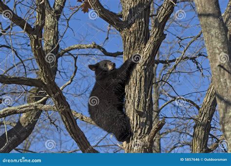 Black bear cub stock photo. Image of climbing, clim, wildlife - 5857646