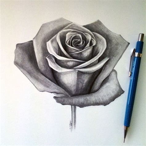 Realistic Rose Pencil Sketches Drawing A Realistic Rose Rose | Rose ...