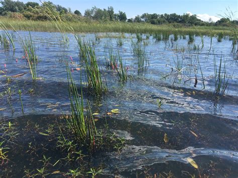 Managing Phragmites australis - Courtney Robichaud