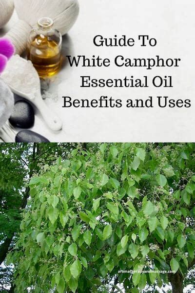 White Camphor Essential Oil Benefits and Uses In Aromatherapy