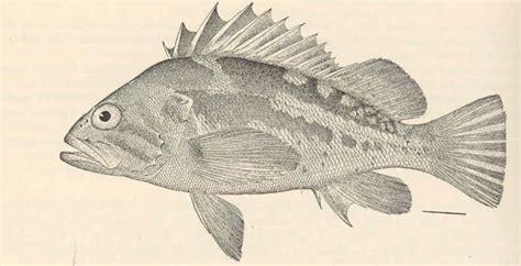 Copper rockfish - Facts, Diet, Habitat & Pictures on Animalia.bio