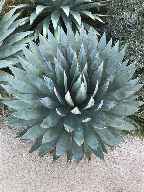 Mesmerizing Agave species at the Desert Botanical Gardens in Phoenix, AZ : r/succulents