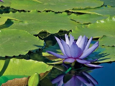 15 Beautiful Pond Plants For Your Water Garden — Pet Central by Chewy