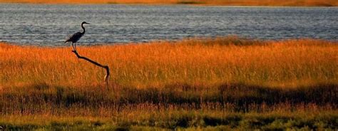 5 Mass Audubon Wildlife Sanctuaries on Cape Cod You Won’t Want to Miss ...