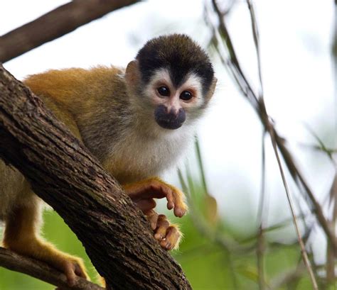 Why Manuel Antonio National Park Should Be on Your Costa Rica Travel ...