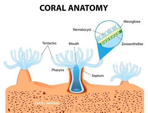 How coral reefs are made? - Electrical e-Library.com