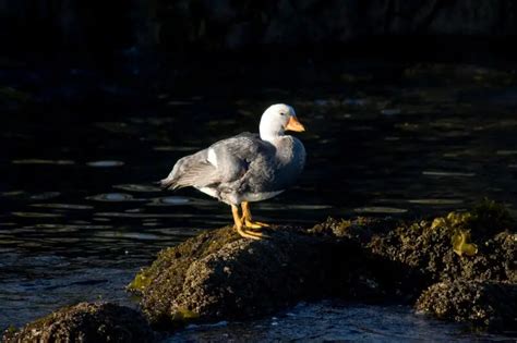 Fuegian steamer duck - Facts, Diet, Habitat & Pictures on Animalia.bio