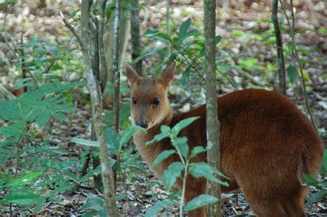 pygmy brocket | Deer species, Deer, Animals amazing