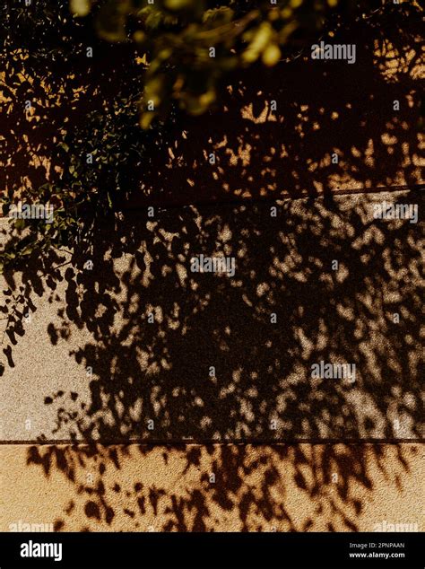 Shadow of tree Stock Photo - Alamy