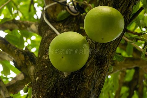 Maja Fruit (Aegle Marmelos), Japanese Bitter Orange Hanging on Its Tree Stock Photo - Image of ...