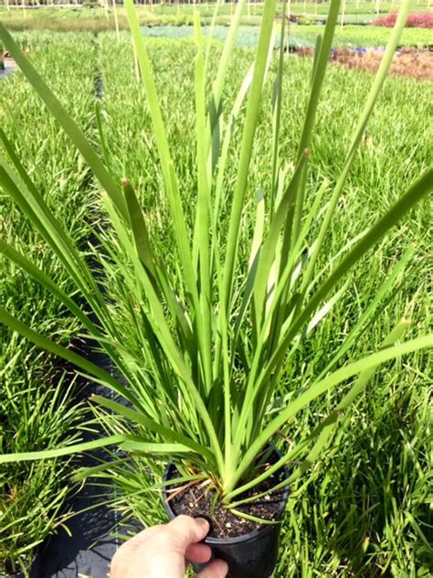 Lomandra longifolia - Andreasens Green