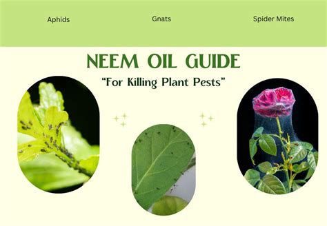 Kill Aphids, Spider Mites, And Gnats Using Neem Oil | Flowersandflowerthings