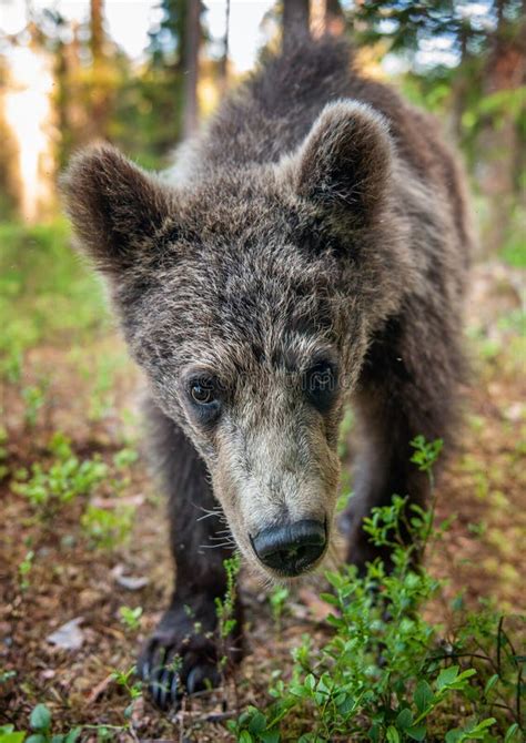 Wild Brown Bear Cub Looking at Camera Close-up Wide Angle. Cub of Brown ...