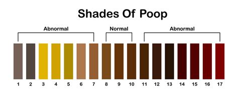 Shades color of poop. Human feces color strip. Healthy concept. Normal and abnormal value scale ...