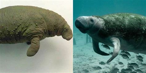 Sea Cow vs. Manatee: Main Differences - Ocean Info