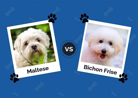 Maltese vs Bichon Frise: Key Differences (With Pictures) | Hepper