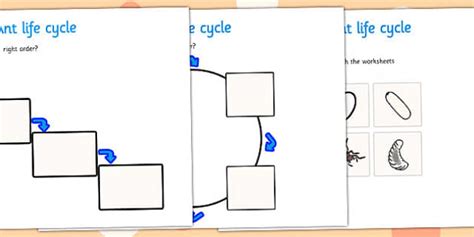 Ant Life Cycle Worksheets - Science Resource (teacher made)