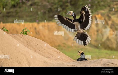 Great Hornbill Flying In Mid-air Stock Photo - Alamy