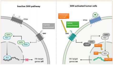 Cancers | Free Full-Text | Molecular Targeted Therapies: Time for a Paradigm Shift in ...