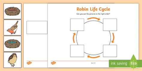 Robin Life Cycle Worksheets - Life Cycle of a Bird Activity