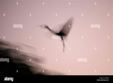 Artistic image of heron flying after sunset Stock Photo - Alamy