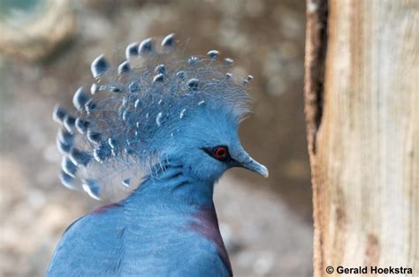 Birding in Papua New Guinea | BirdsEye Nature Apps