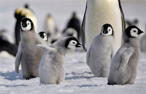 EMPEROR PENGUIN FACTS |The Garden of Eaden