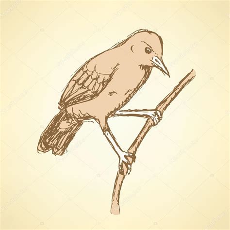 Sketch rufous hornero bird in vintage style Stock Vector Image by ...