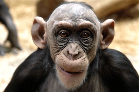 Animals I Admire: Bald chimp