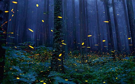 Fireflies Forest 4k Wallpaper,HD Nature Wallpapers,4k Wallpapers,Images ...