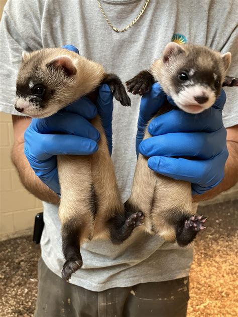 2 black-footed ferret babies born to cloned mom for the first time