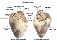 lab test #1 bio 242 Sheep heart anatomy Flashcards | Quizlet