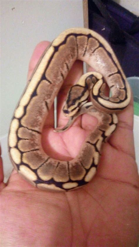 My spider ball python