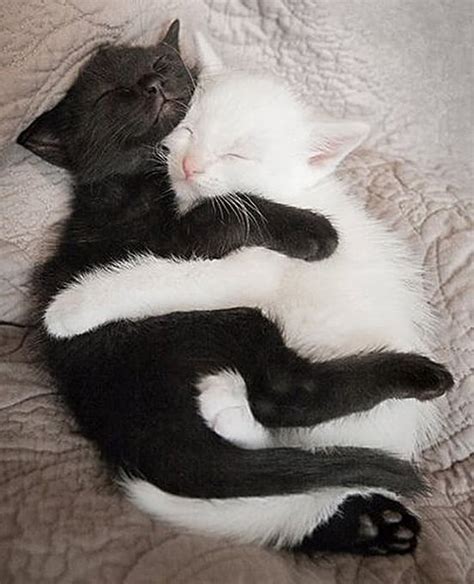 20 Adorable Pictures of Kittens Hugging Each Other