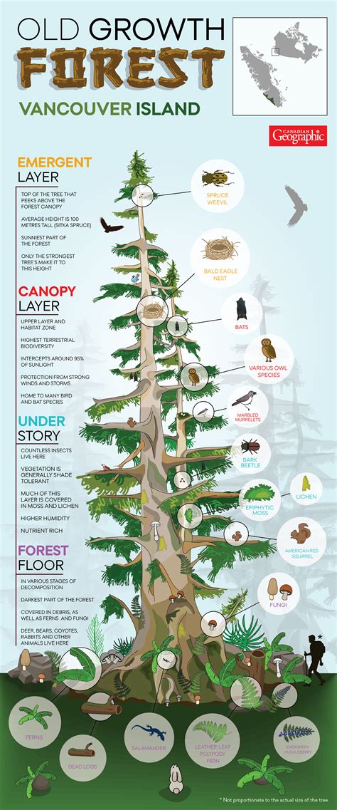 Explore the many layers of the Sitka spruce, Canada's forest giant ...