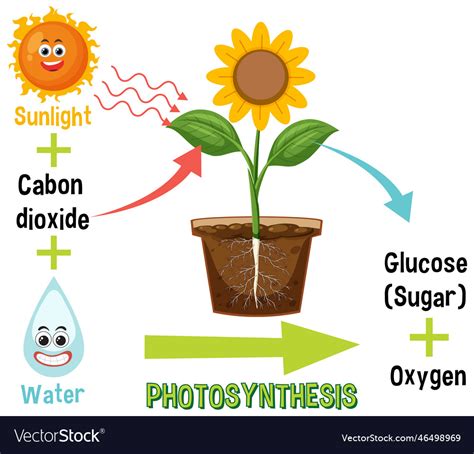 Diagram of photosynthesis for biology and life Vector Image