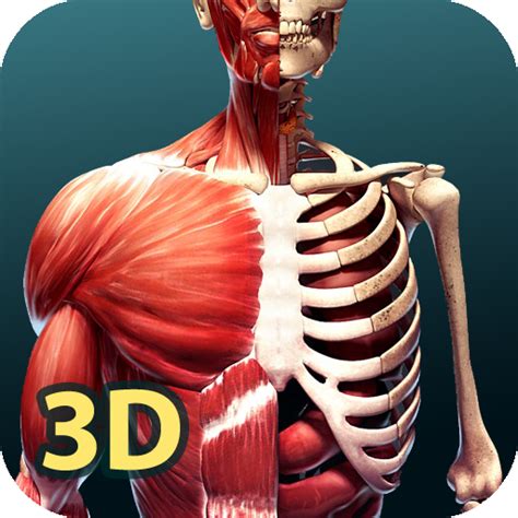 Human Anatomy 3D - Apps on Google Play