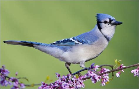 21 BLUE Birds That Live in the United States! (ID GUIDE) - Bird Watching HQ