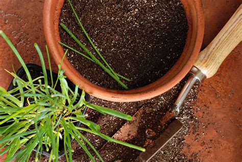 Chives plant care: pruning, watering & more - Plantura