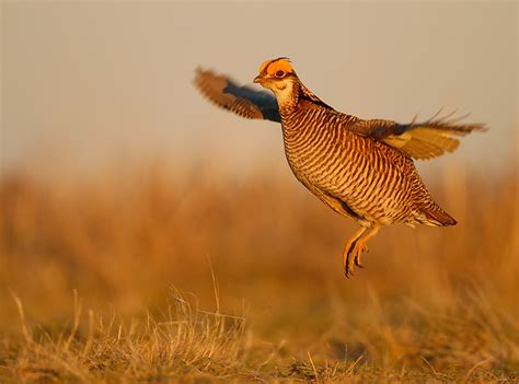 Funds meant for lesser prairie chicken conservation misused: AP News ...