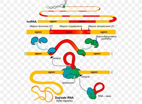 RNA Splicing Gene Small Nuclear RNA Transfer RNA, PNG, 553x599px, Rna Splicing, Alternative ...