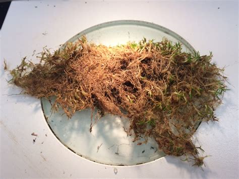 Root decline, Pythium root rot, and anthracnose in recent samples | K-State Turf and Landscape Blog