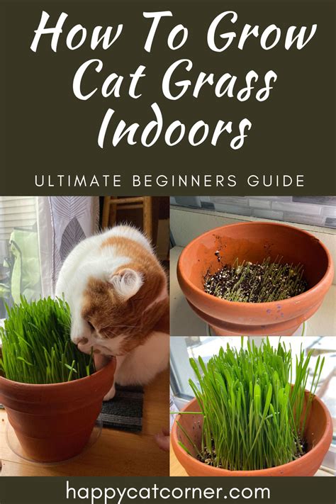 how-to-grow-cat-grass-indoors-for-beginners | Happy Cat Corner