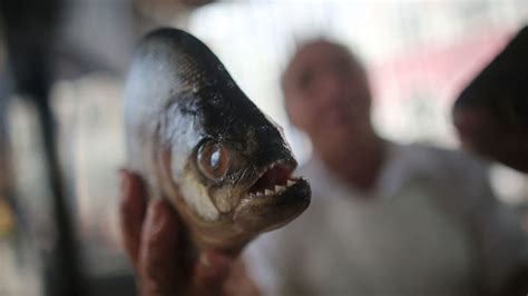 Dozens hurt in Argentina piranha fish attack – Channel 4 News