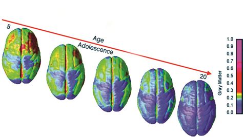 Hormones and the Adolescent Brain