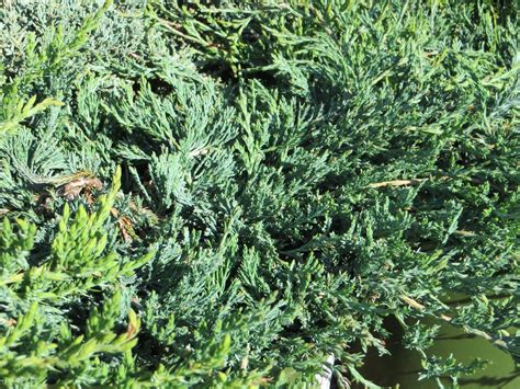 Juniperus horizontalis 'Wiltonii' - Boething Treeland Farms