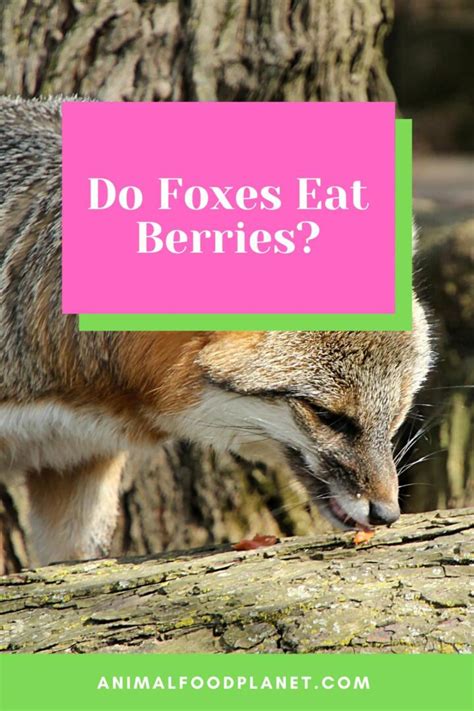 Do Foxes Eat Berries? The Best Answer! – animalfoodplanet