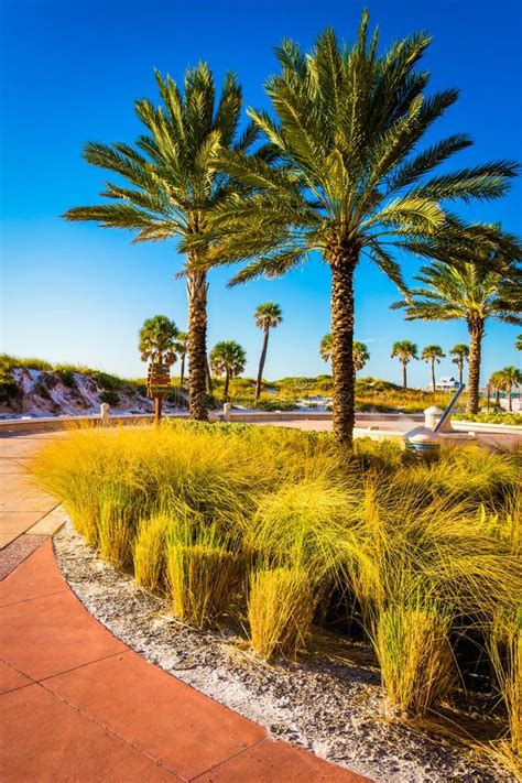 Palm Trees Along a Path in Clearwater Beach, Florida. Stock Photo - Image of beach, city: 47654516